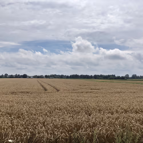 Golden Field