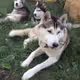 Husky
