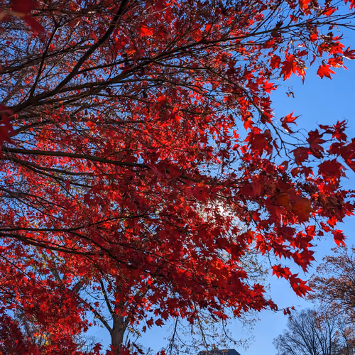 Bloody Fall