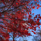 Bloody Fall