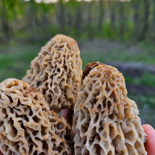 I found some Morels!