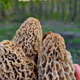 I found some Morels!
