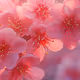 Flowers B