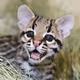 ocelot2123