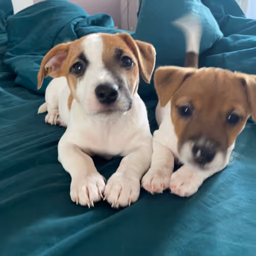 Mini and Cooper