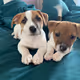 Mini and Cooper