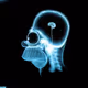 Homers brain