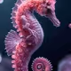 seahorse