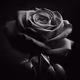 Black Rose