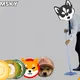 POMSKY BLAST BEST DOG