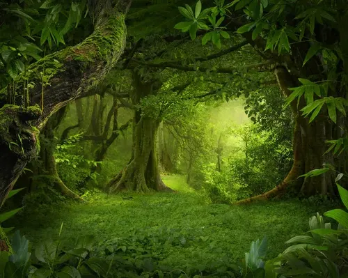 Jungle