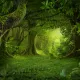 Jungle