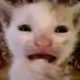 Catcrying