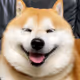 shibainu