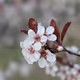 Blossoms