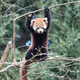 red panda