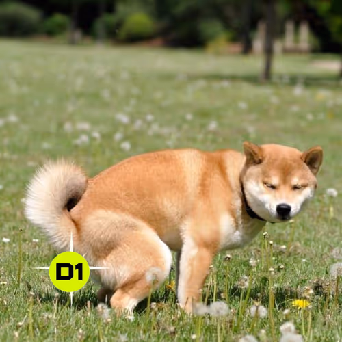 dogshit