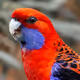 Birdie