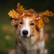 Cutie Dogs