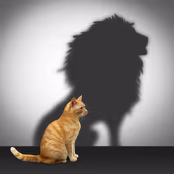Dunning-Kruger Effect (Lion Edition) #97