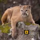 Puma on Blstr