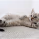 Kitty