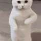 moodini