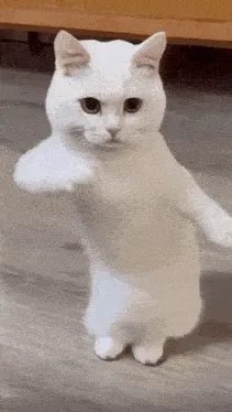 moodini