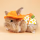 Rabbit with hat