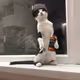 Lucius Cat