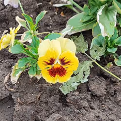 harsh flower #0