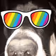 DogWifGlasses