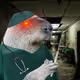 CapybaraGang