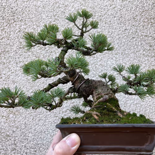 Bonsai