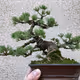 Bonsai