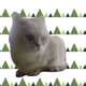 Cat mania 5