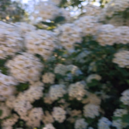 Best flowerss!