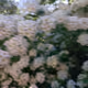 Best flowerss!