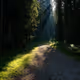 A hidden path in the woods