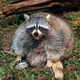 Fat Crosschain Raccoon on Blast