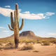 A blooming cactus in the desert