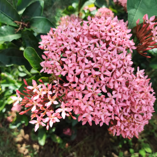 beautiful flower