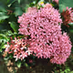 beautiful flower