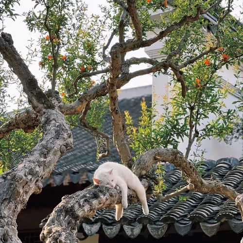 cat sleeps on a tree