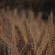 ears of wheat