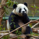 Pandas
