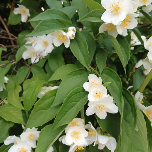 Spring and flowers