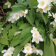 Spring and flowers