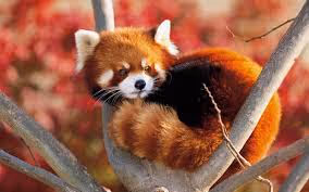 Red panda