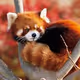 Red panda
